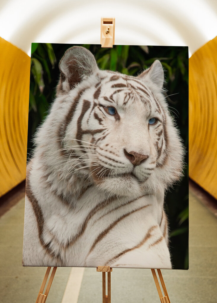 Tigre blanco con ojos azules