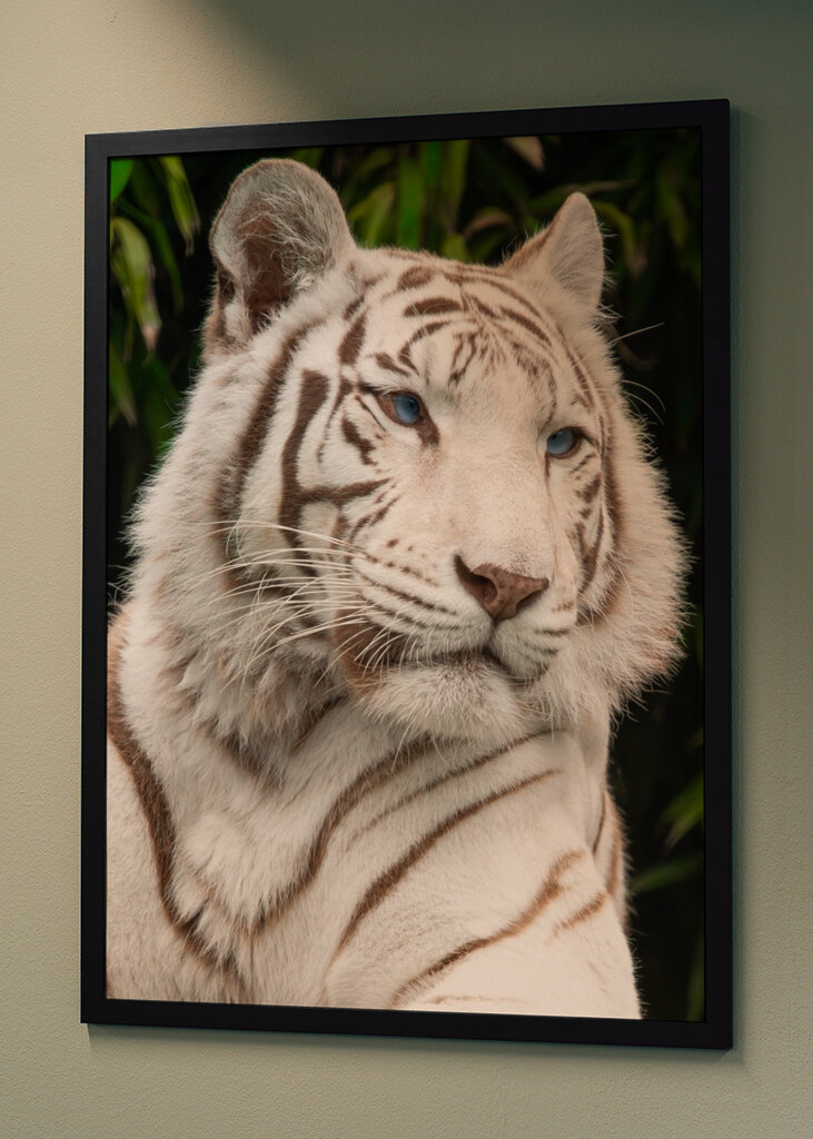 Tigre blanco con ojos azules