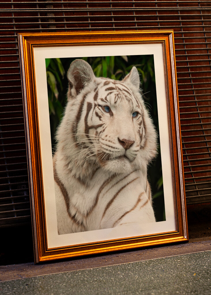 Tigre blanco con ojos azules