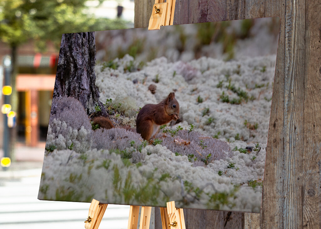 Eichhörnchen in Flechten