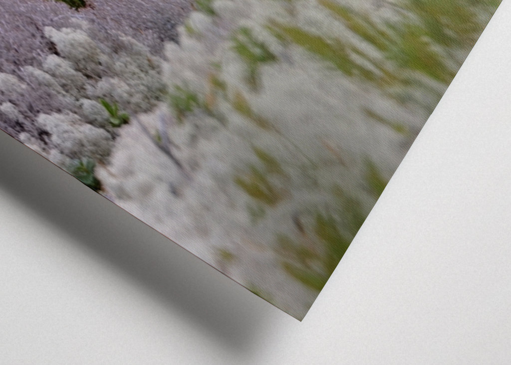 Eichhörnchen in Flechten