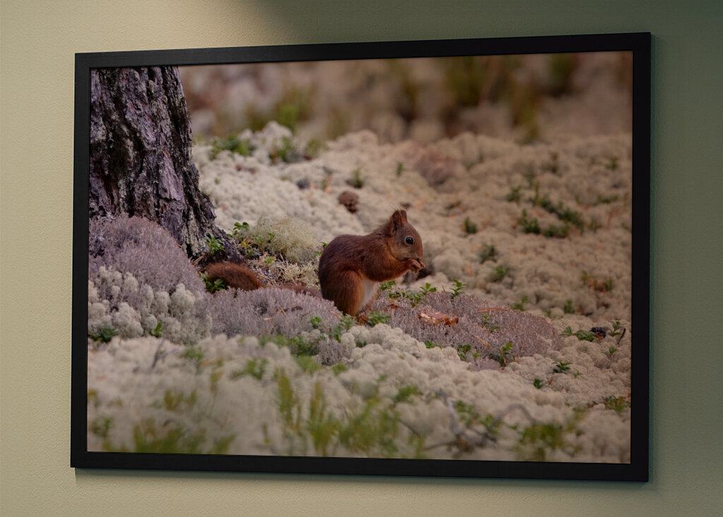 Eichhörnchen in Flechten