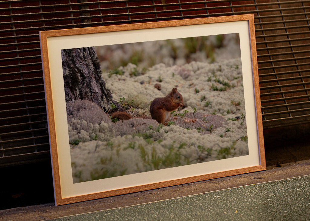 Eichhörnchen in Flechten