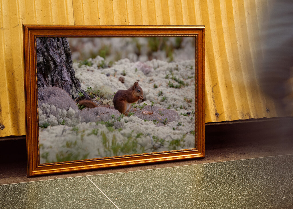 Eichhörnchen in Flechten