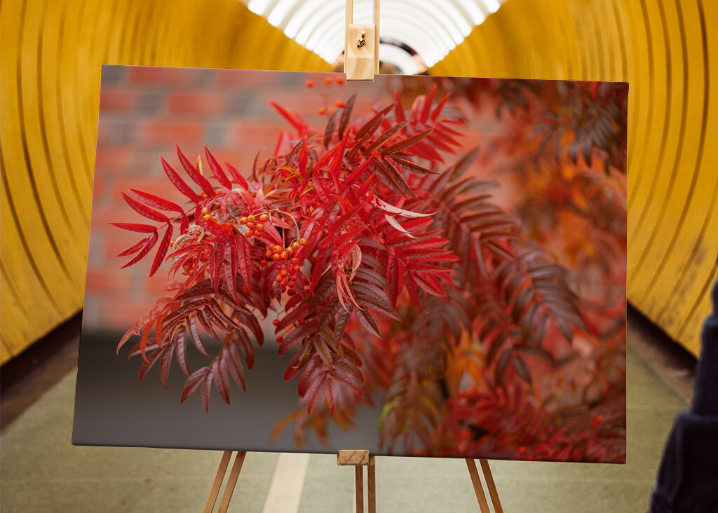 Glowing autumn colors