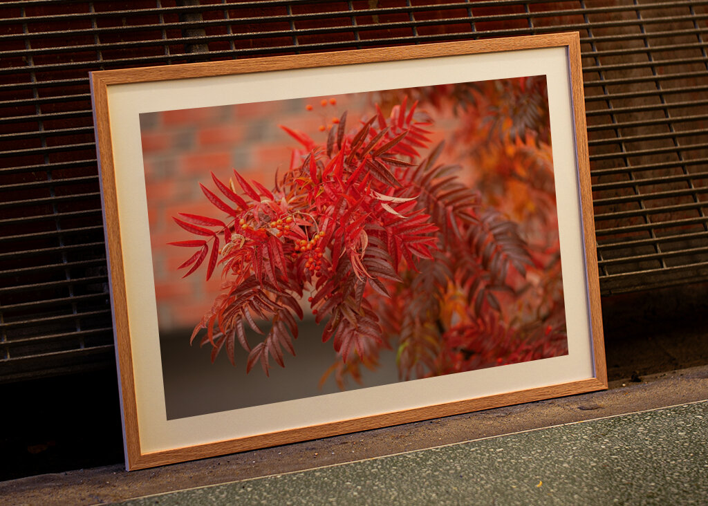 Glowing autumn colors