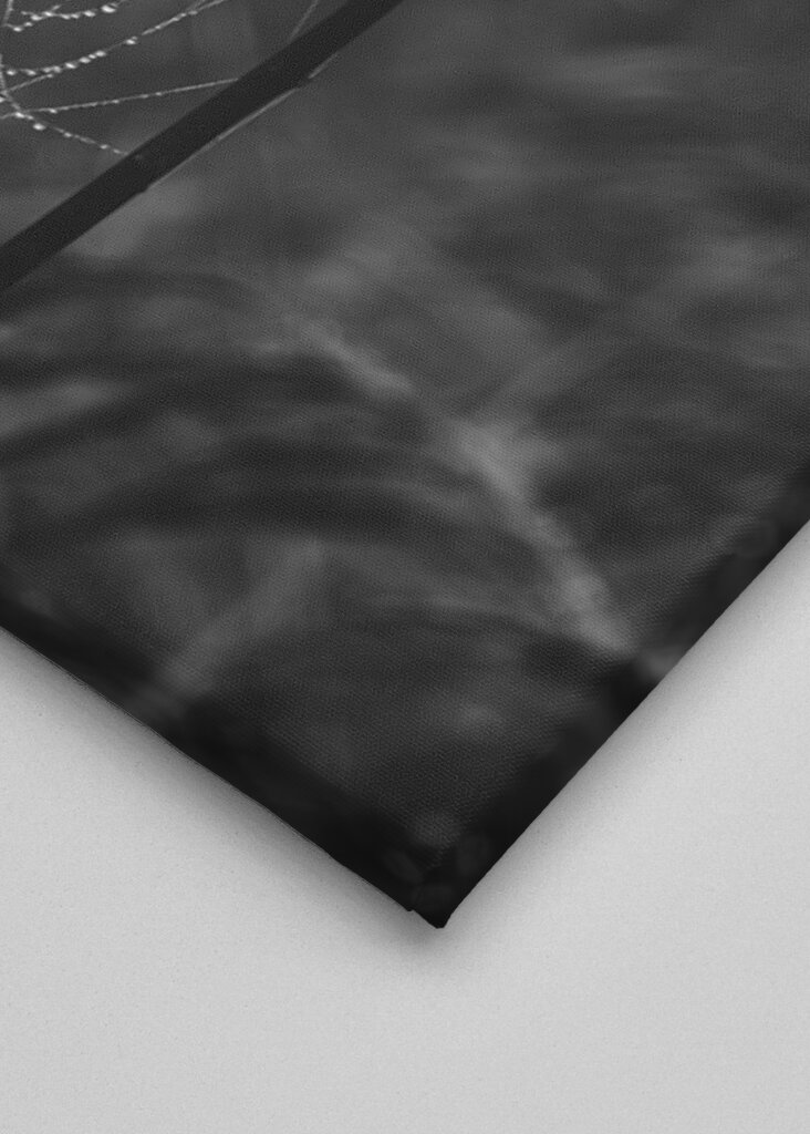 Flower with spider web