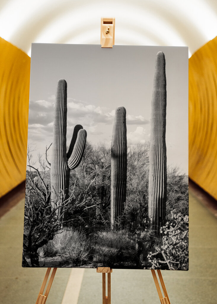 Saguaro Cacti