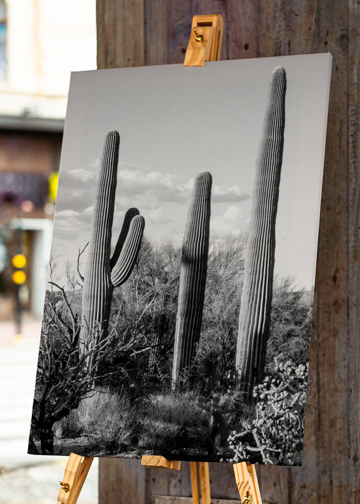 Saguaro Cacti