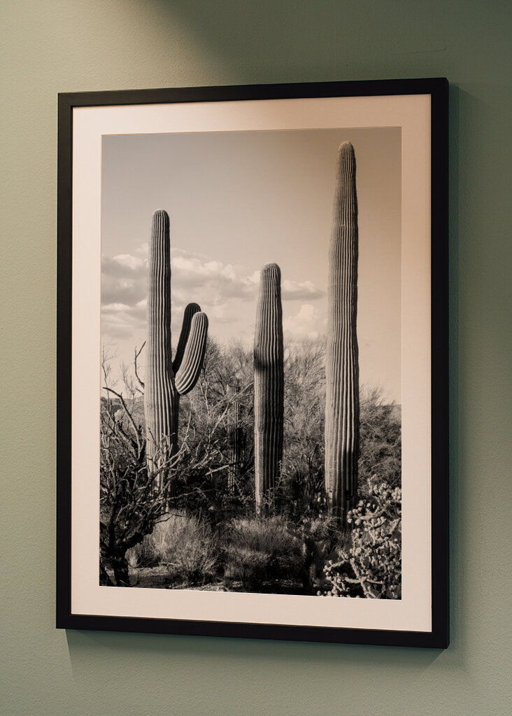 Saguaro Cacti