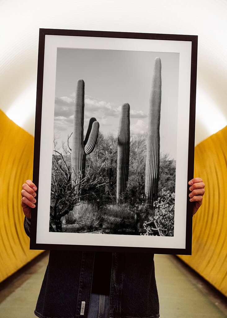 Saguaro Cacti
