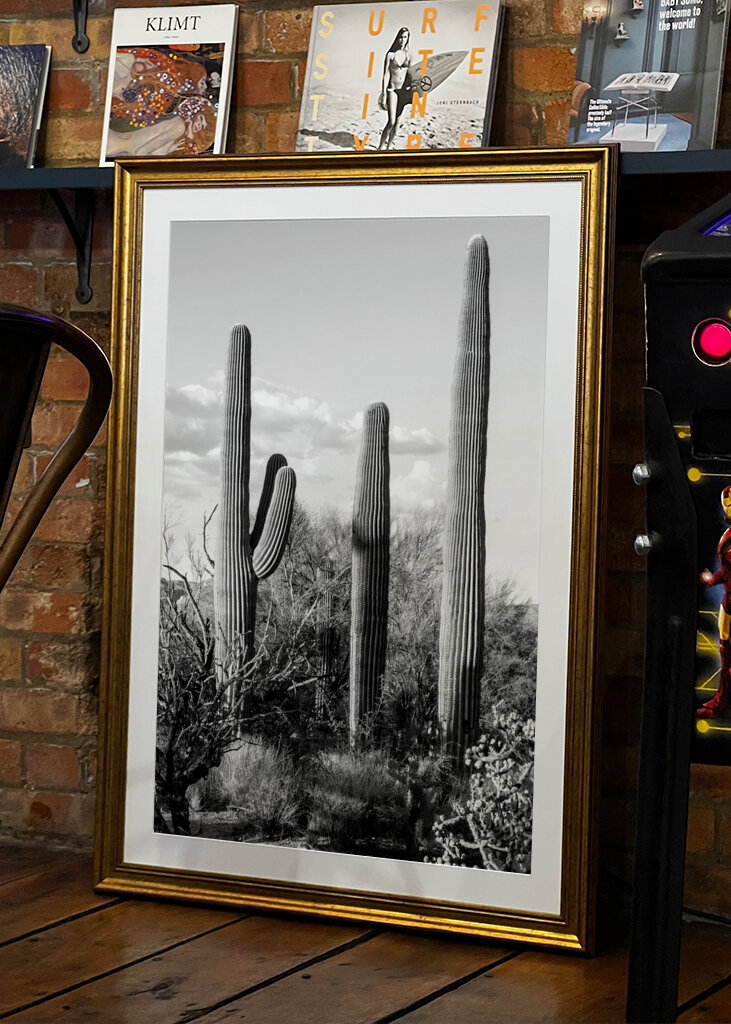 Saguaro Cacti