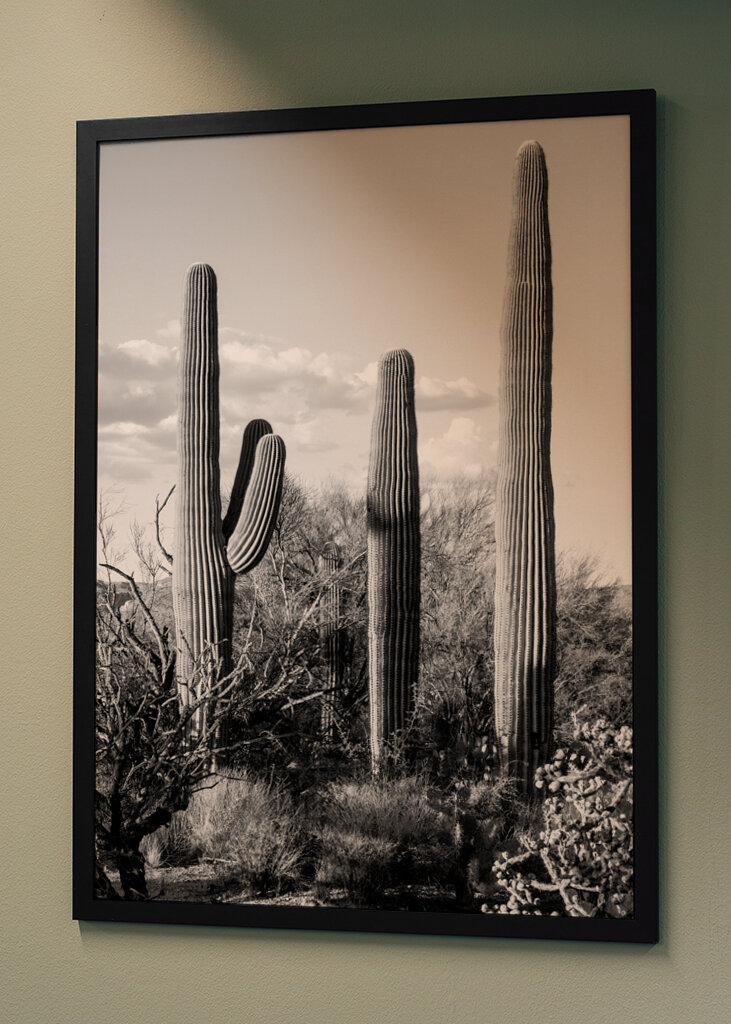 Saguaro Cacti
