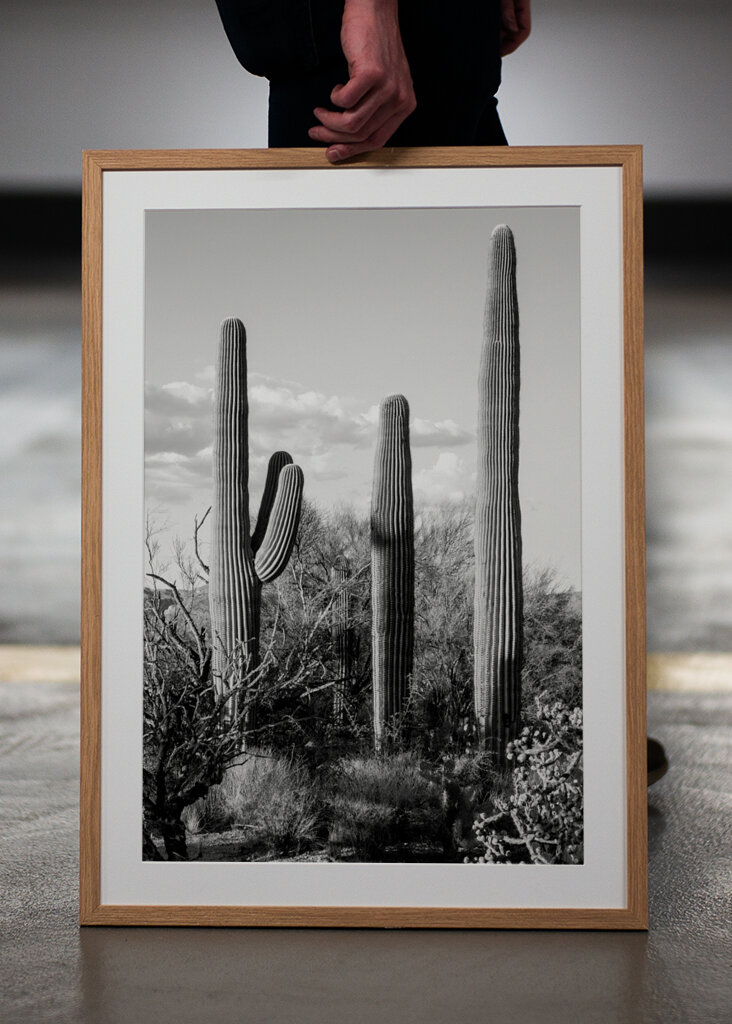 Saguaro Cacti