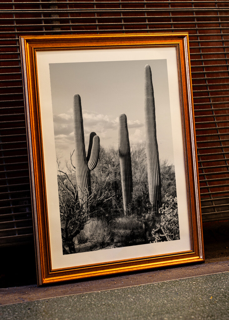 Saguaro Cacti