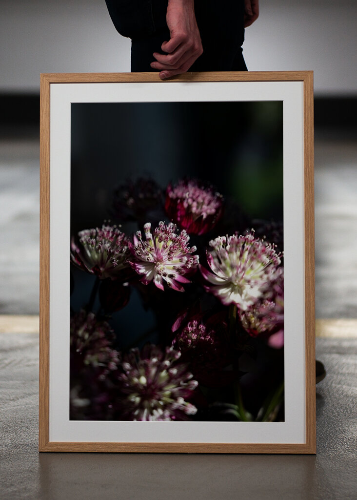 Donkerpaarse en witte bloemen