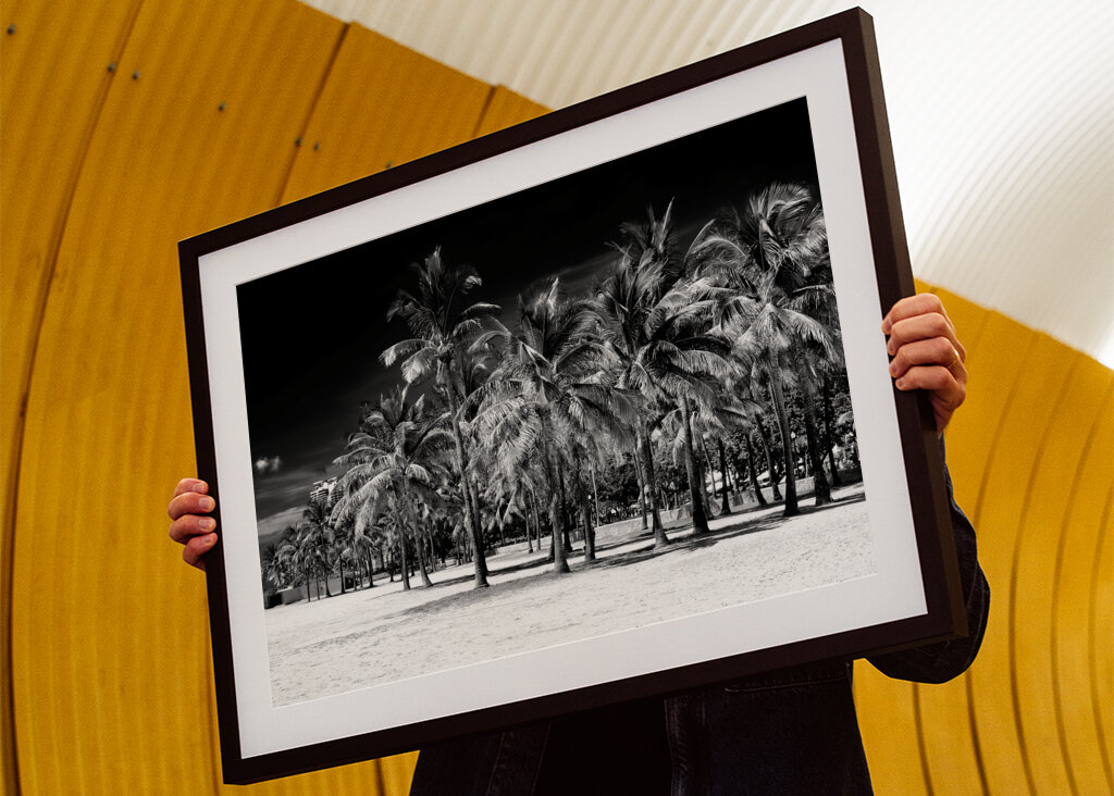 Palmeras Miami Beach