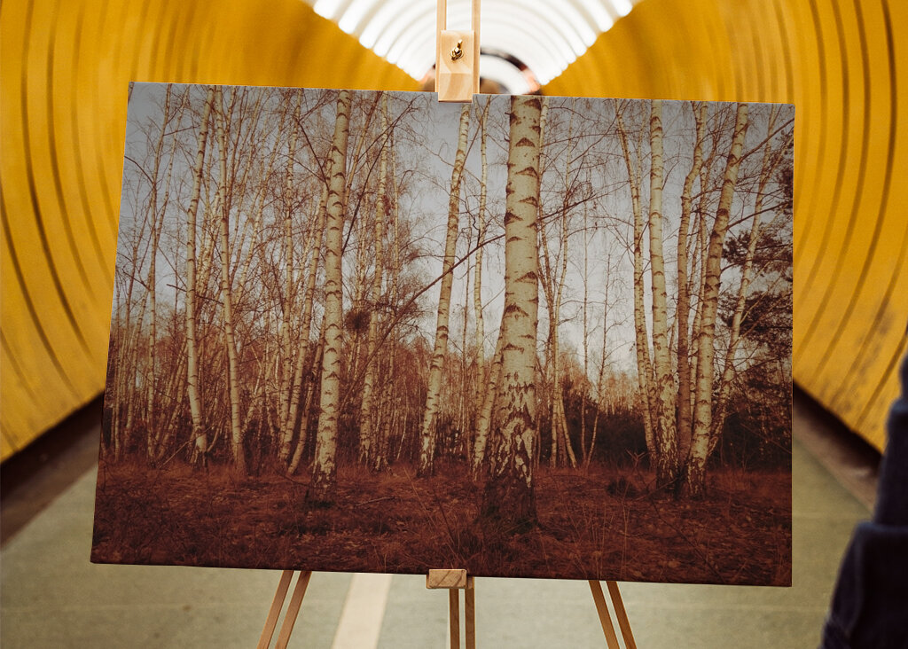 birch trees sepia calm mood