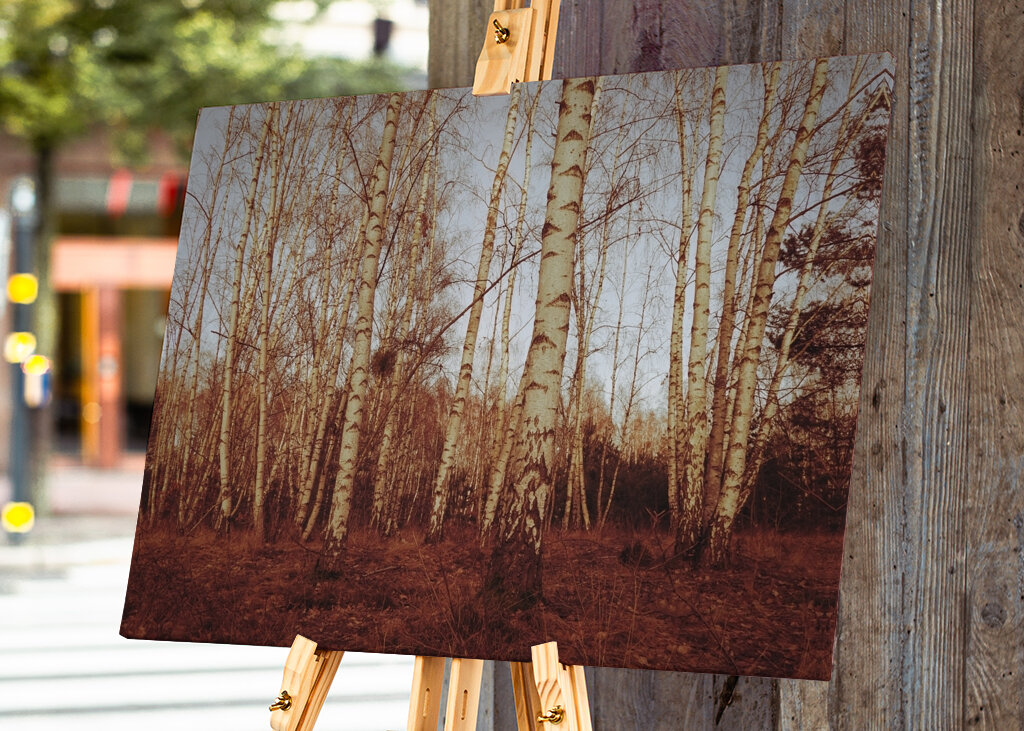 birch trees sepia calm mood