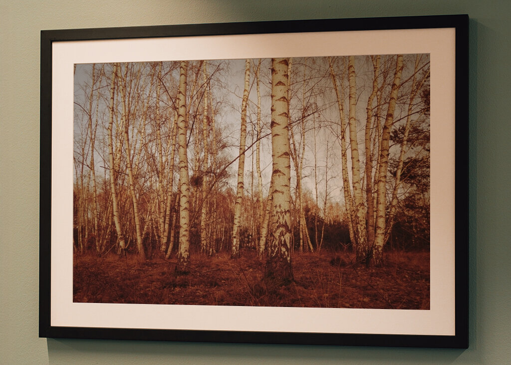 birch trees sepia calm mood
