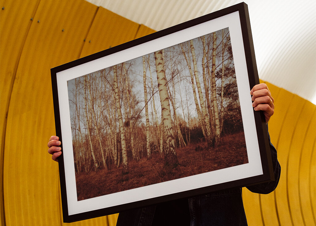 birch trees sepia calm mood