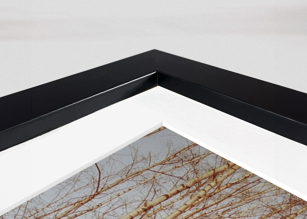 birch trees sepia calm mood