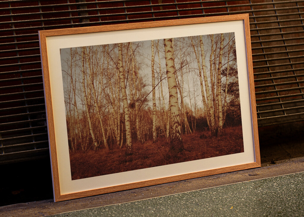 birch trees sepia calm mood