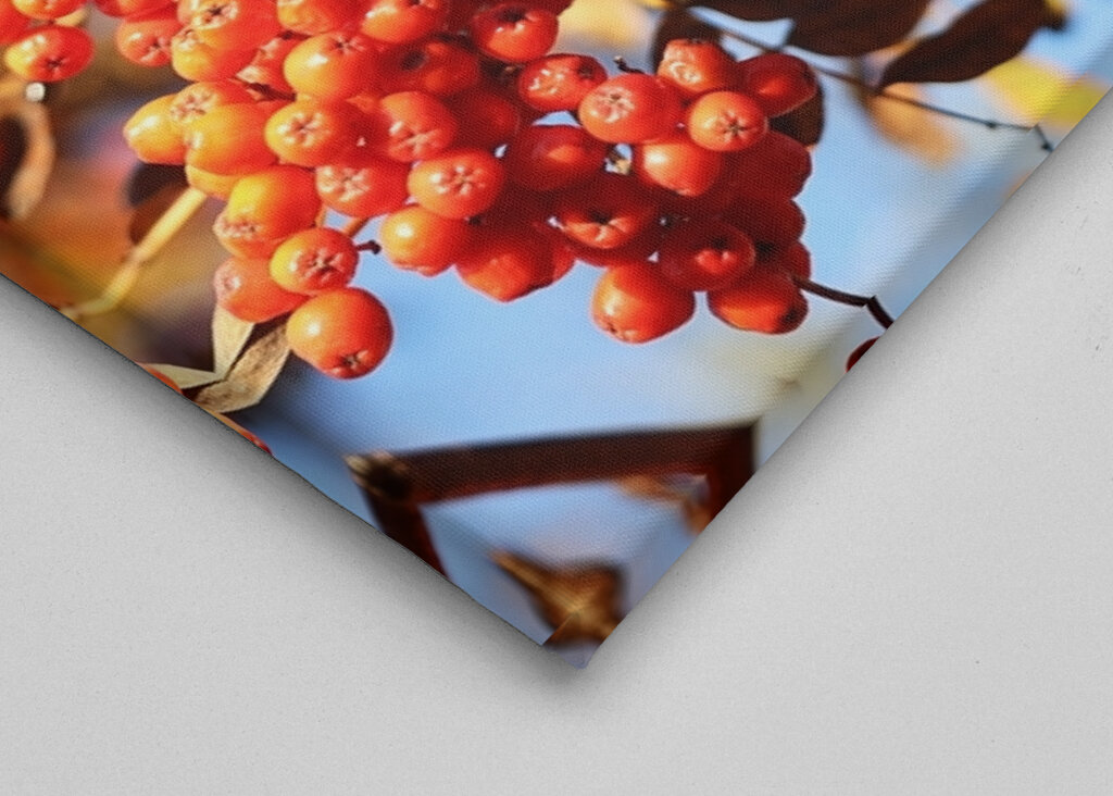 De bessen van de herfstlijsterbes