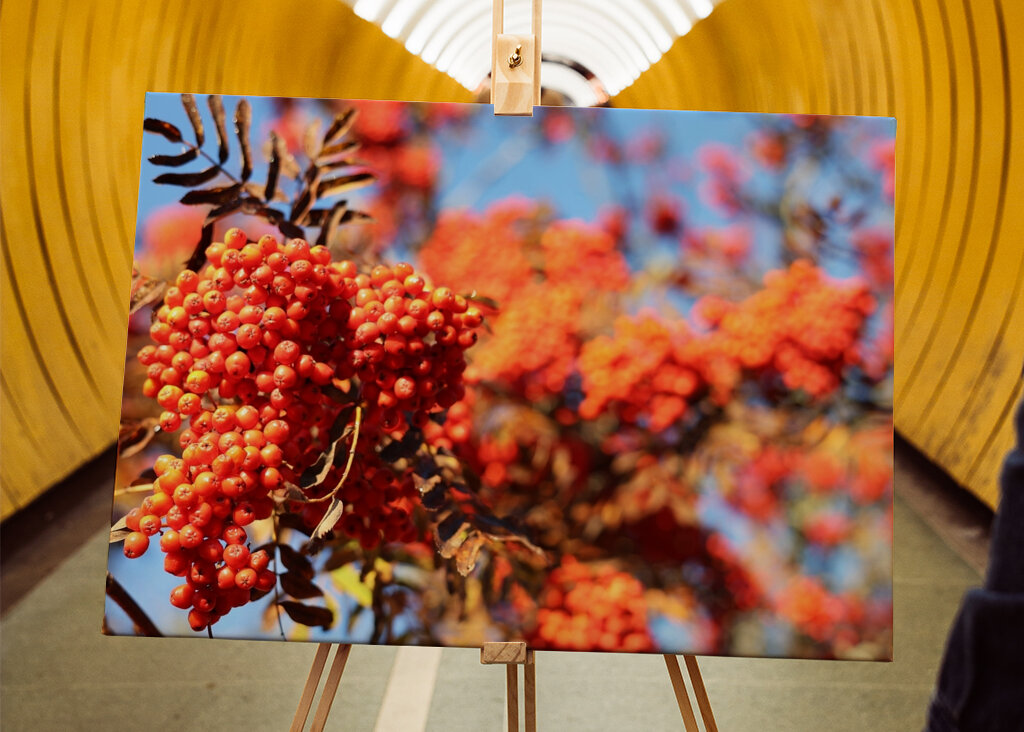 De bessen van de herfstlijsterbes