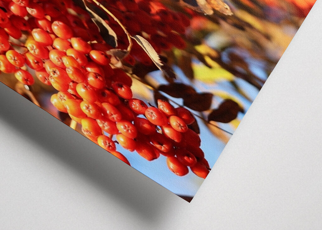 De bessen van de herfstlijsterbes