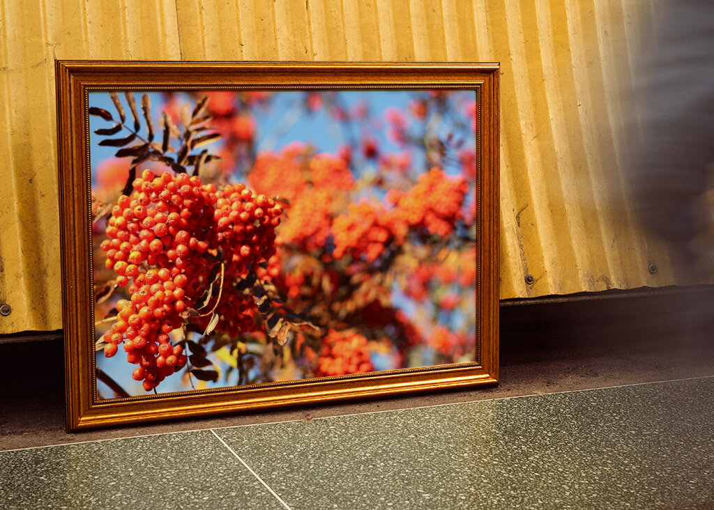 De bessen van de herfstlijsterbes