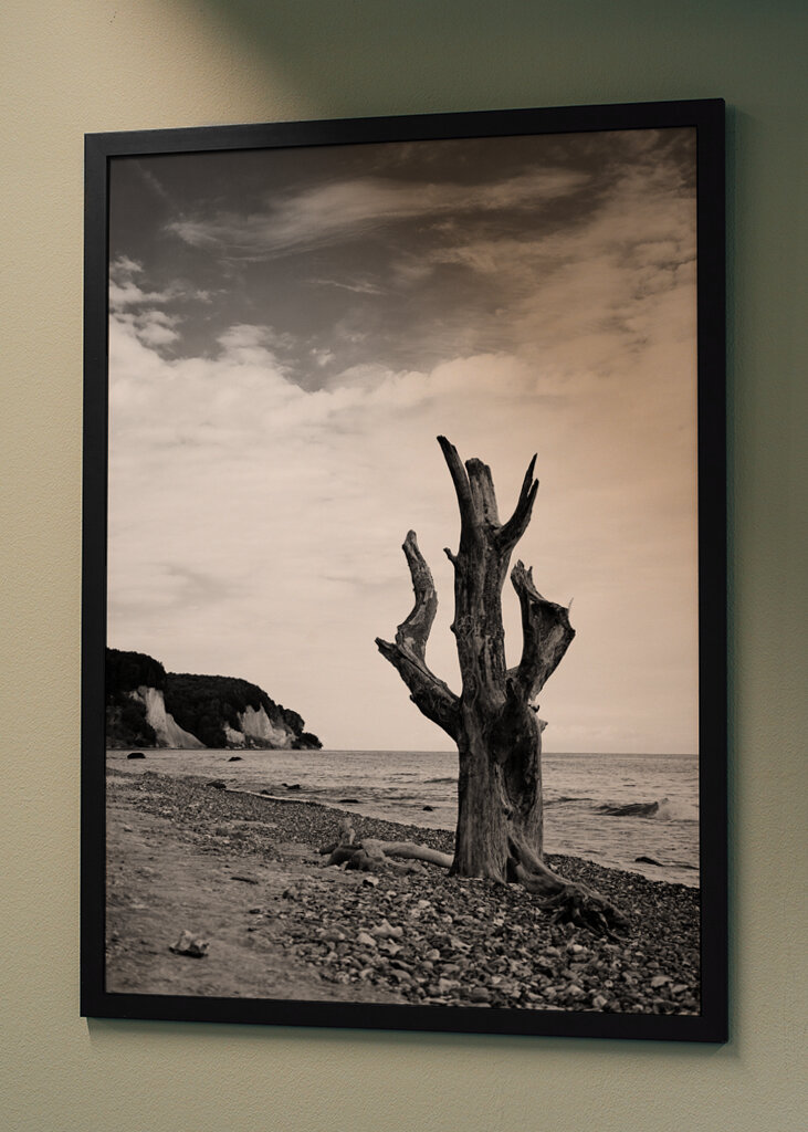 Der tote Baum am Kreidefelsen 