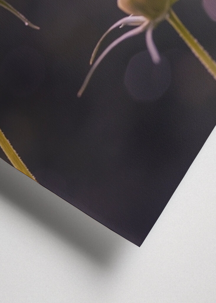 Cosmos with pink bokeh