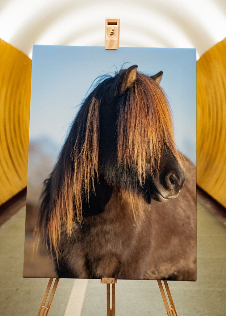 Portrét islandského koně