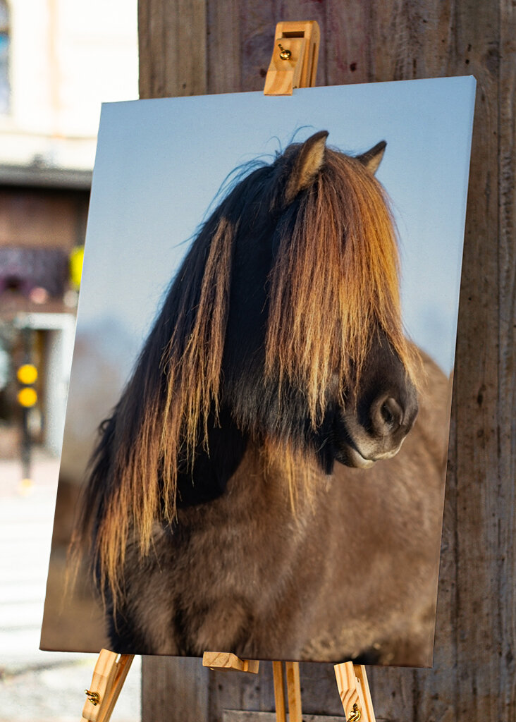 Portrét islandského koně