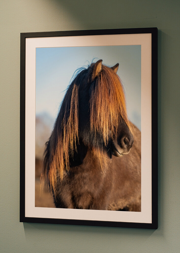 Portrét islandského koně