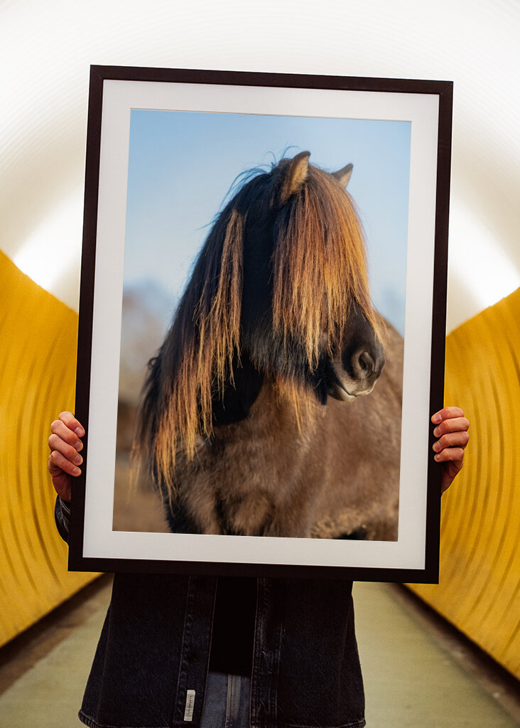 Portrét islandského koně