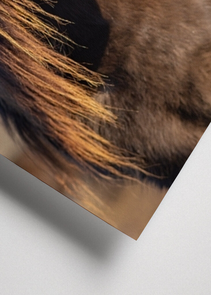 Portrét islandského koně