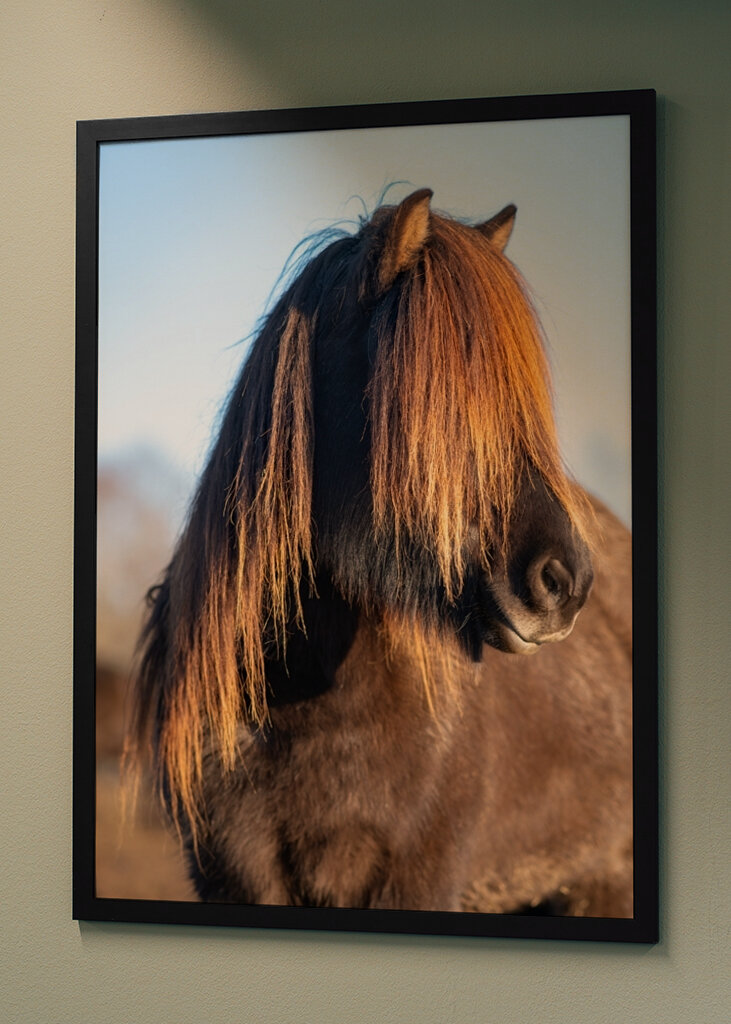 Portrét islandského koně