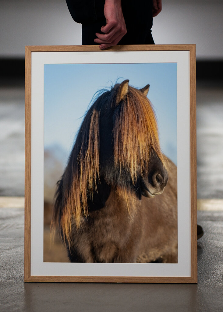 Portrét islandského koně