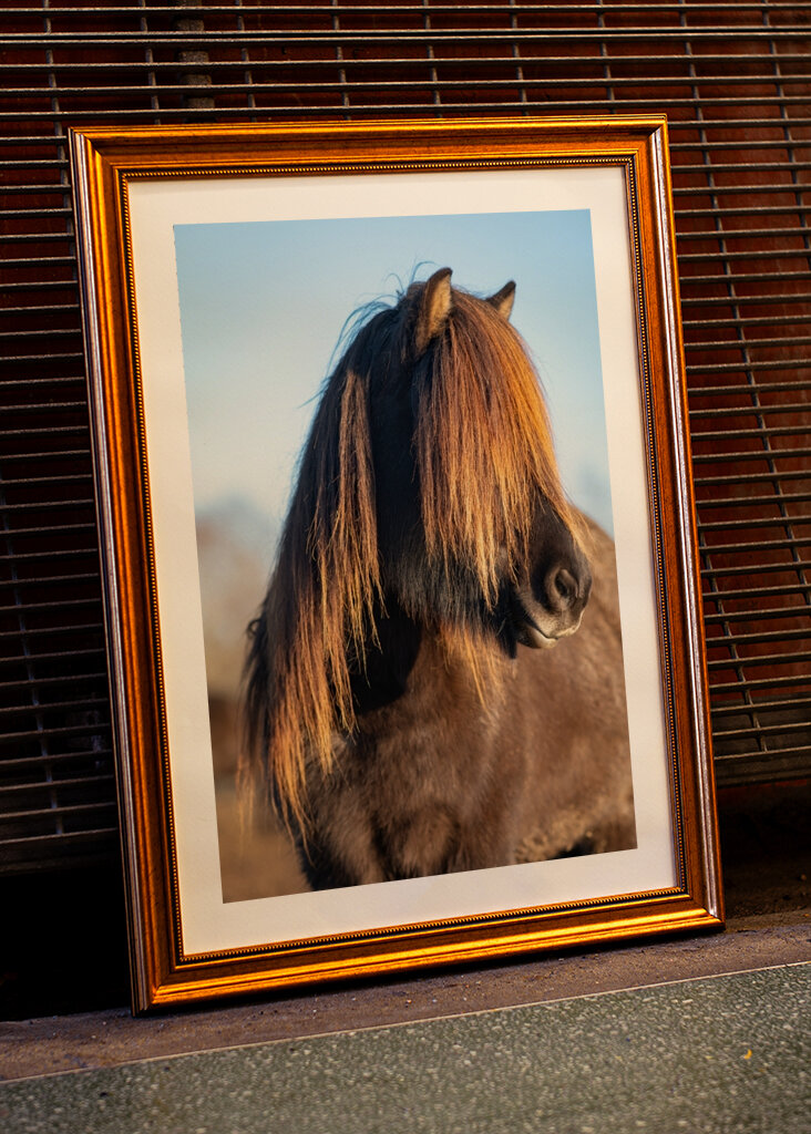 Portrét islandského koně