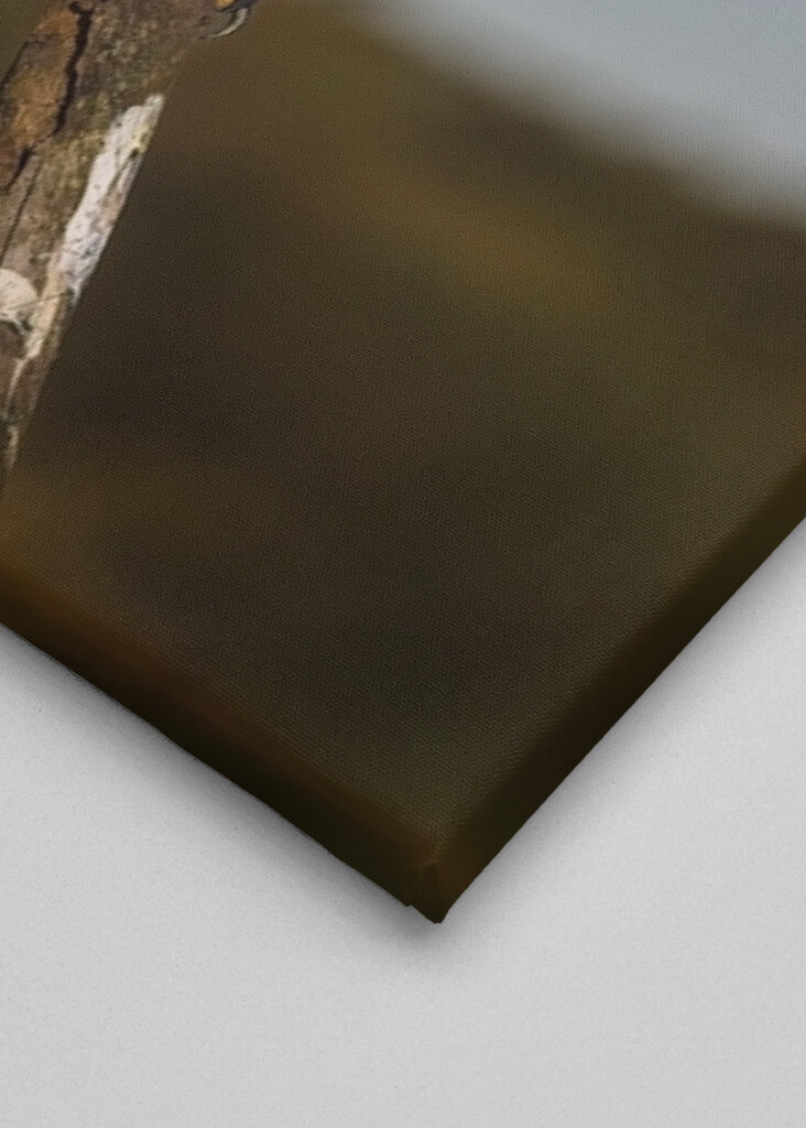 Águila real al acecho