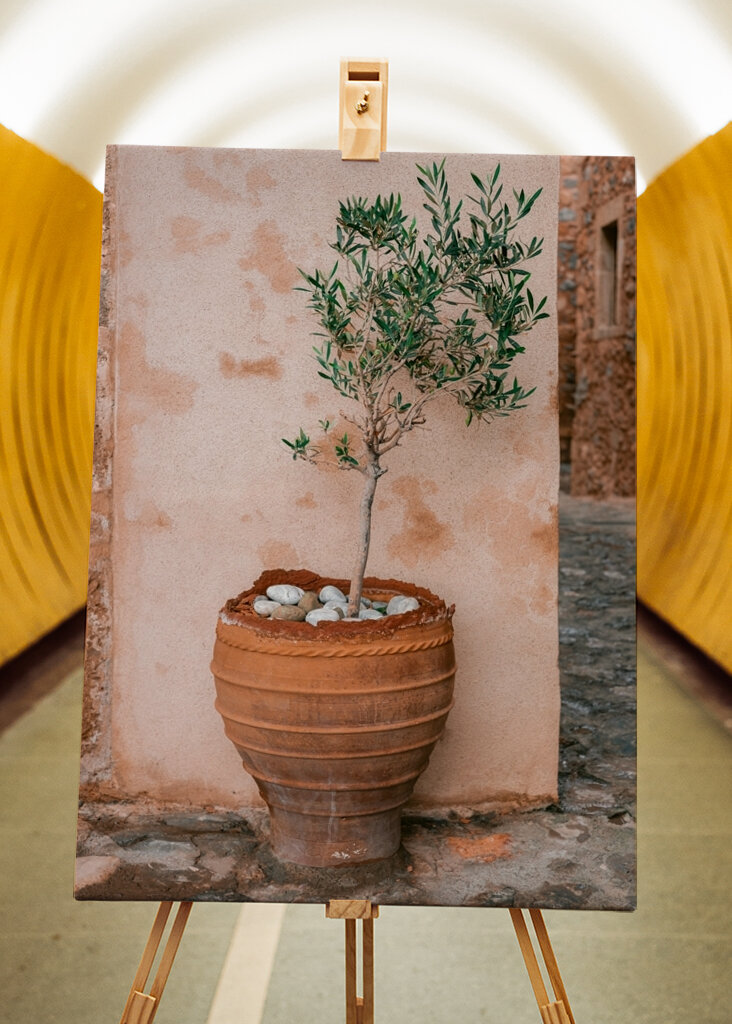 Oliventræ Grækenland