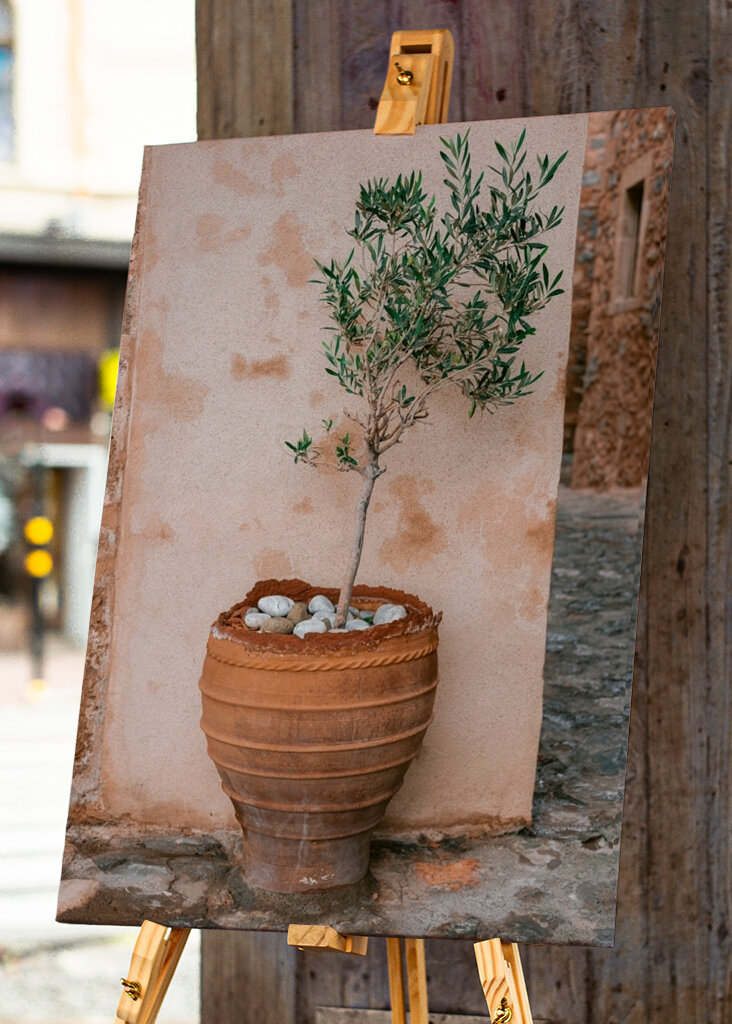 Oliventræ Grækenland