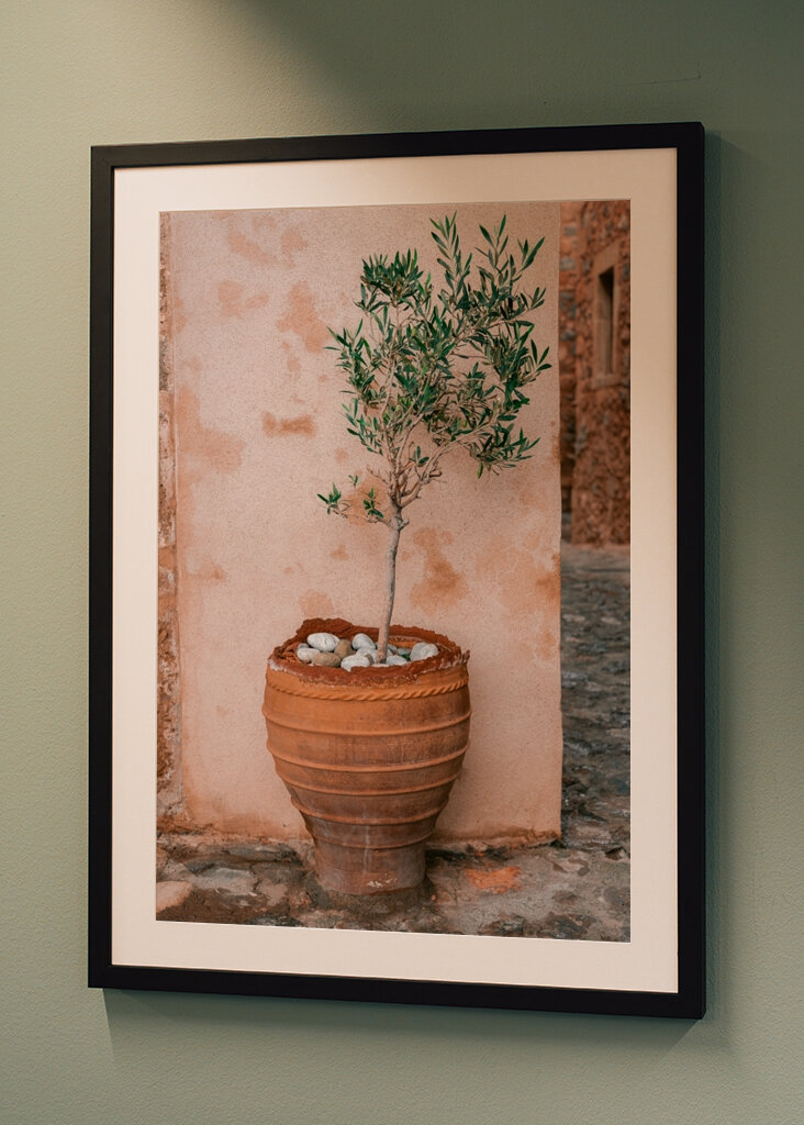 Oliventræ Grækenland