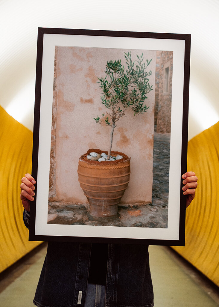 Oliventræ Grækenland