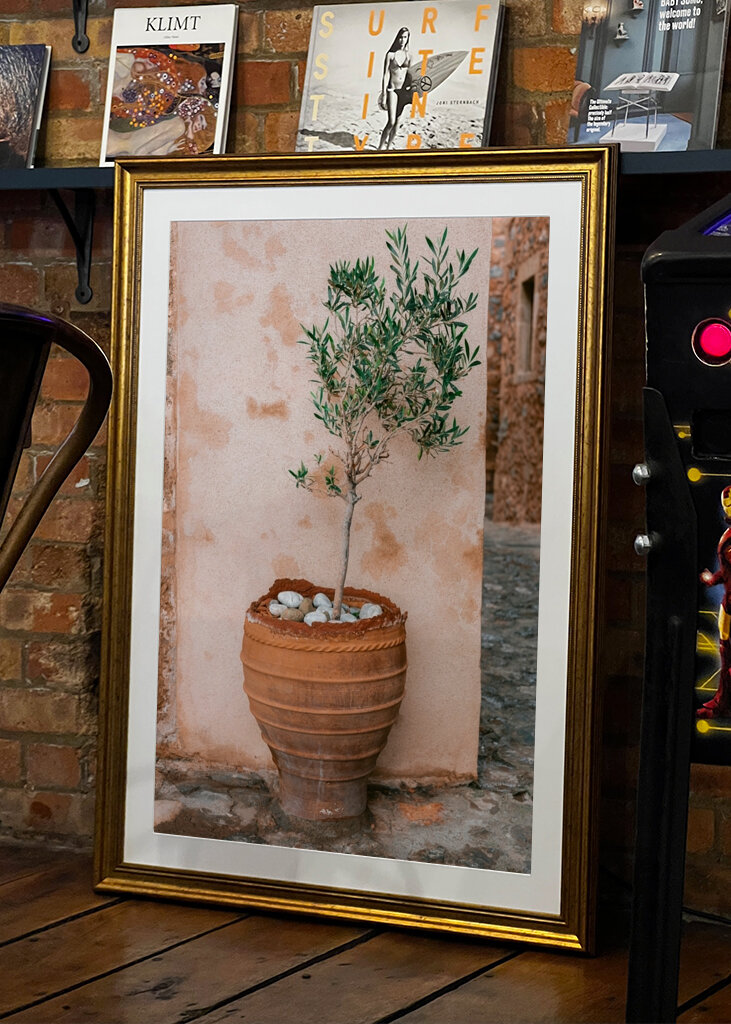 Oliventræ Grækenland