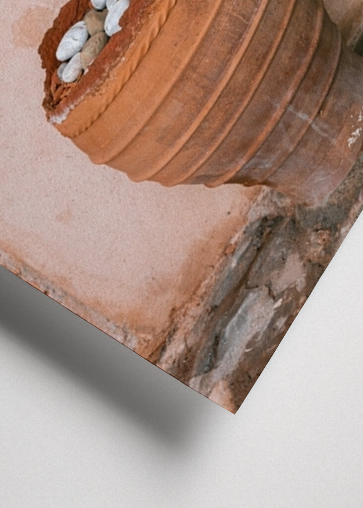 Oliventræ Grækenland