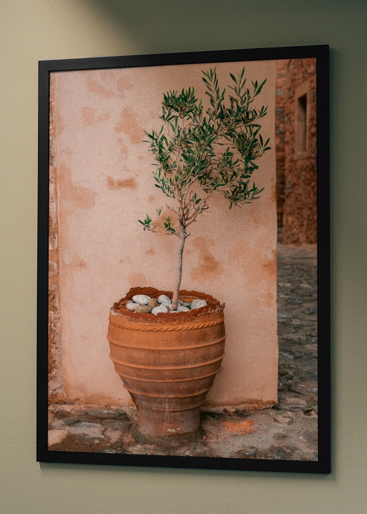 Oliventræ Grækenland