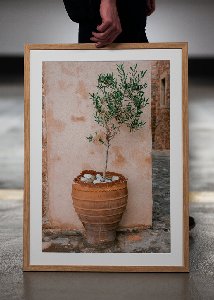 Oliventræ Grækenland